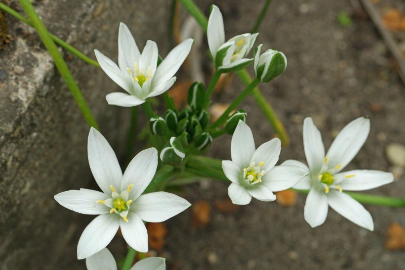 Ornithogalum umbellatum