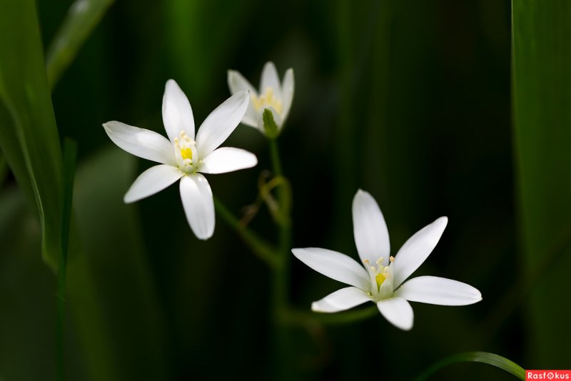 Ornithogalum umbellatum