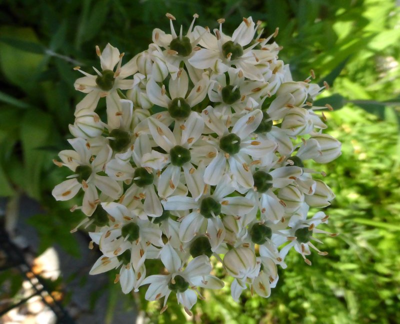 Птицемлечник umbellatum