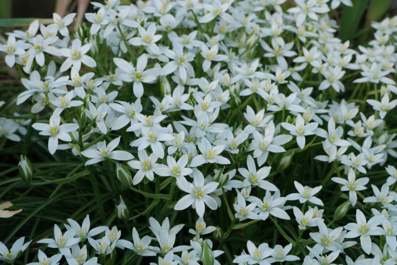 Орнитогалум Ornithogalum saundersiae
