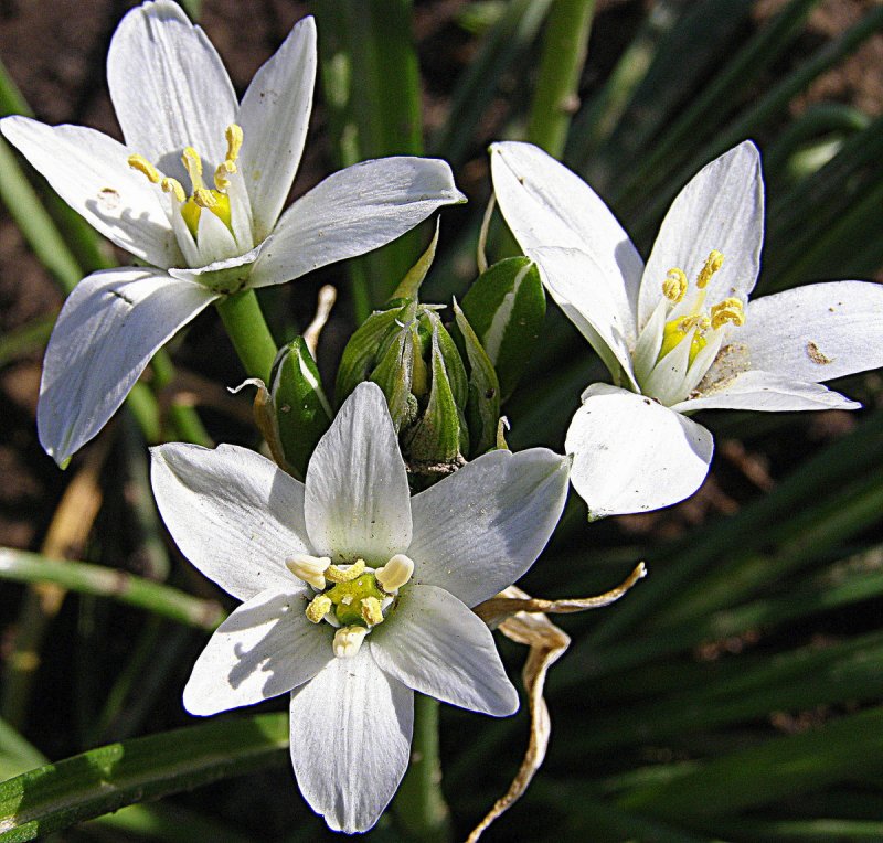 Птицемлечник umbellatum