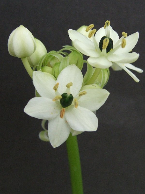 Птицемлечник umbellatum