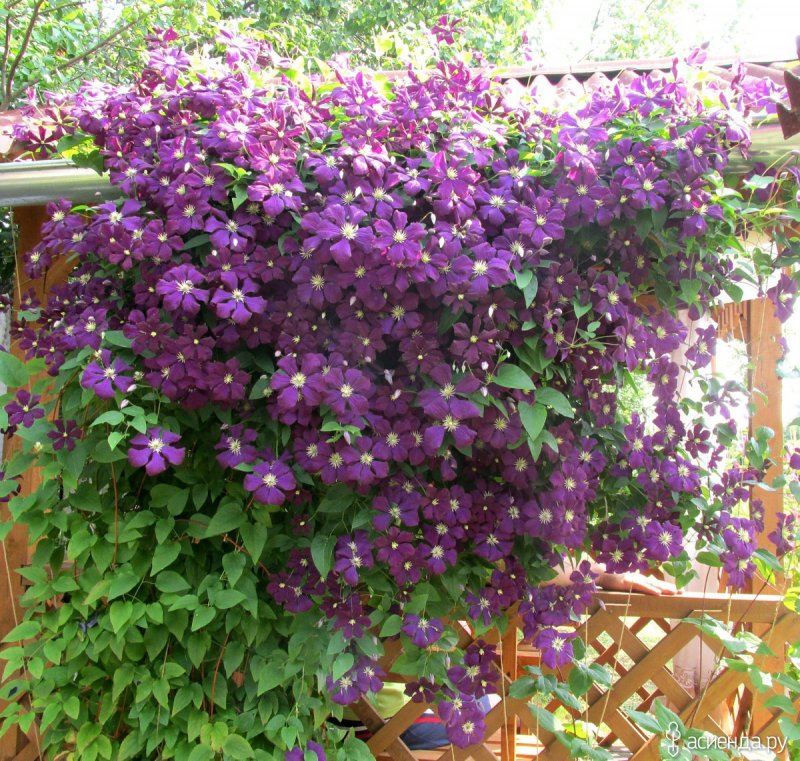 Клематис на даче