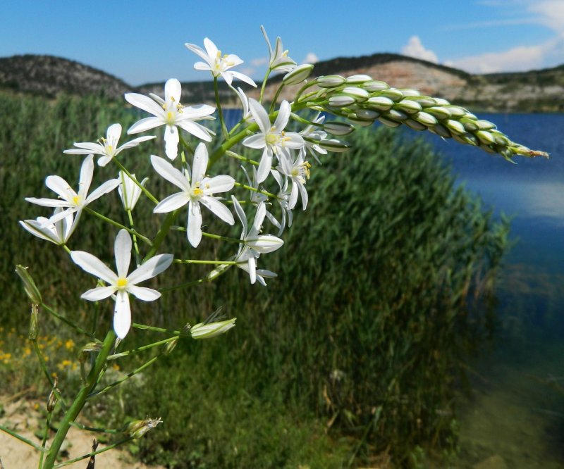 Ornithogalum umbellatum
