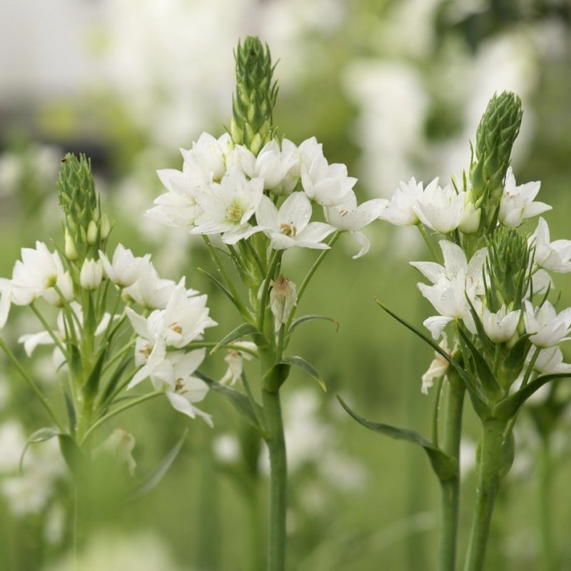 Ornithogalum umbellatum