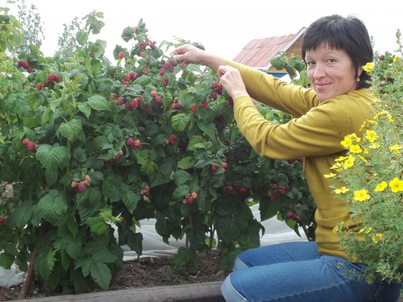 Малинник в саду ландшафт