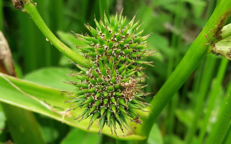 Sparganium emersum фото растения