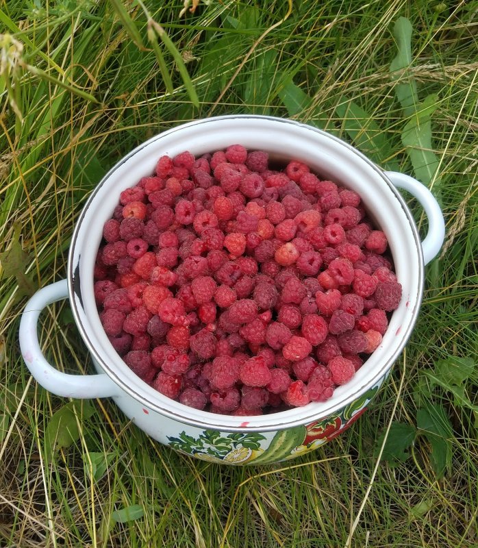 Малина Дачная