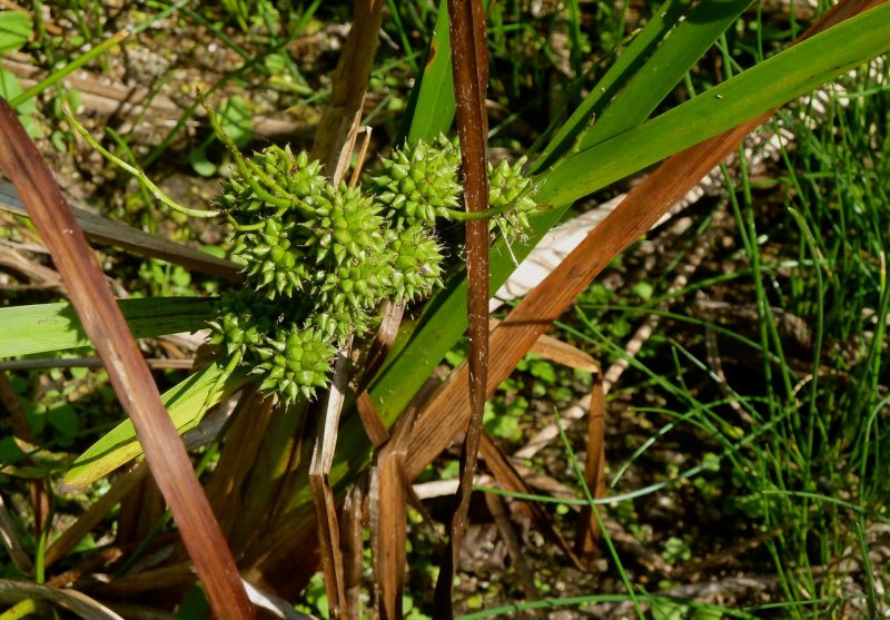 Sparganium proliferum