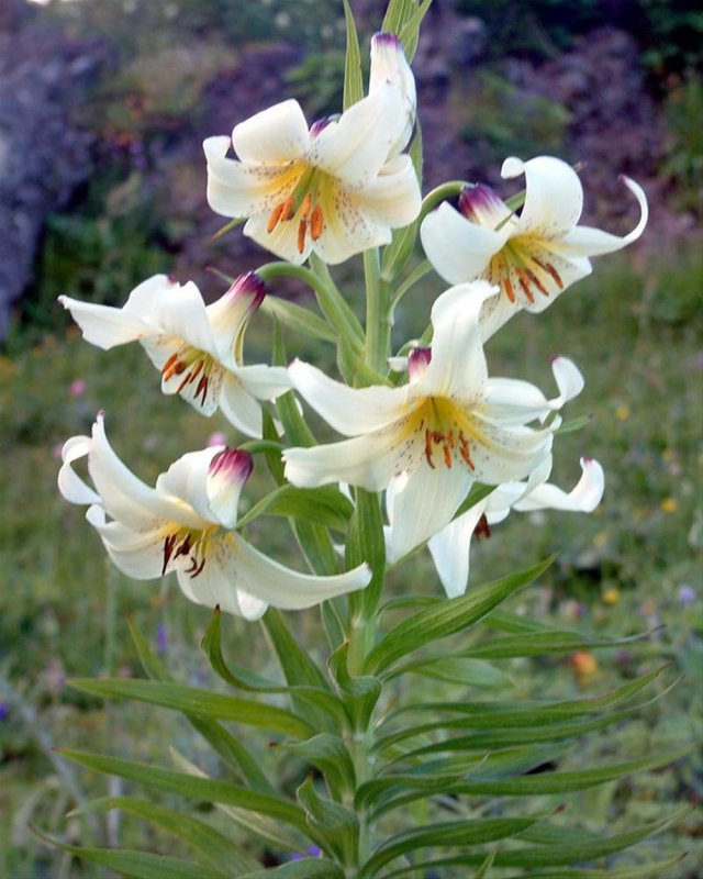 Морская водоросль Fucus vesiculosus