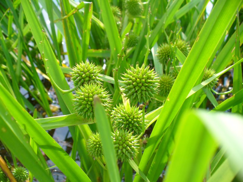 Ежеголовка (Sparganium).