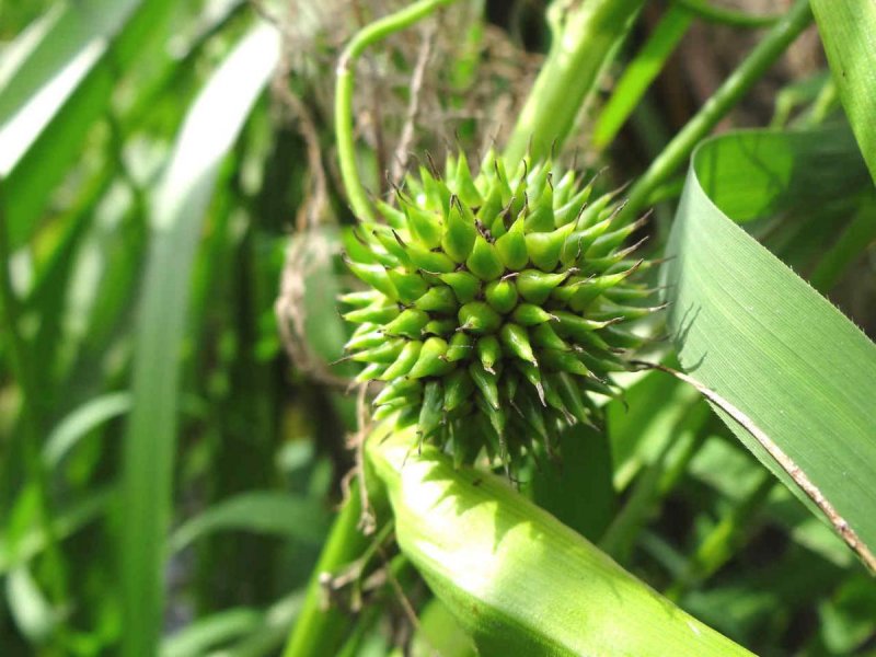 Sparganium gramineum