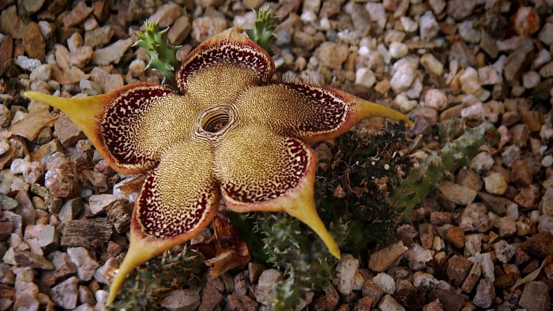 Bulbophyllum miniatum