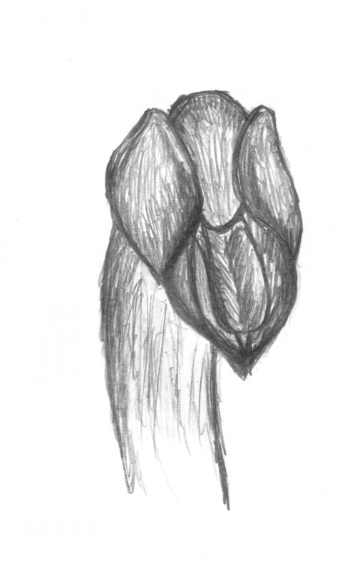 Sarcodes sanguinea