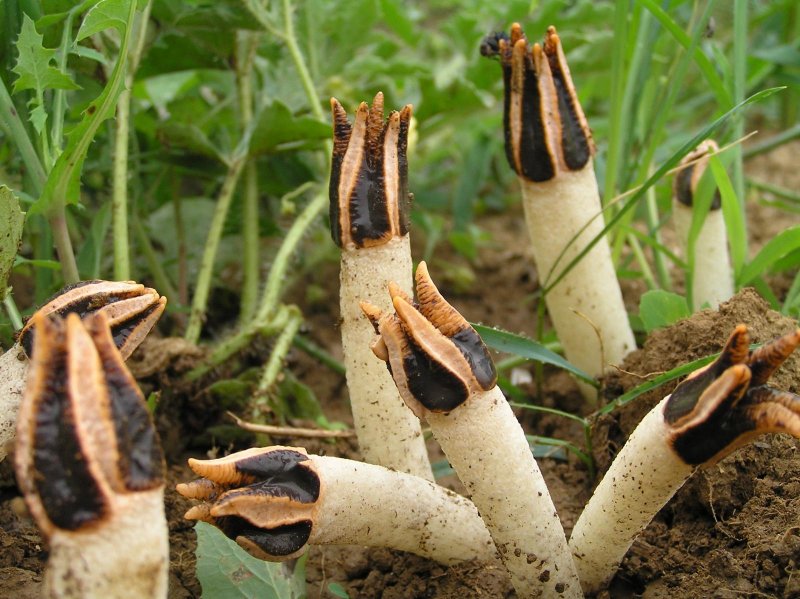 Chiloglottis trapeziformis