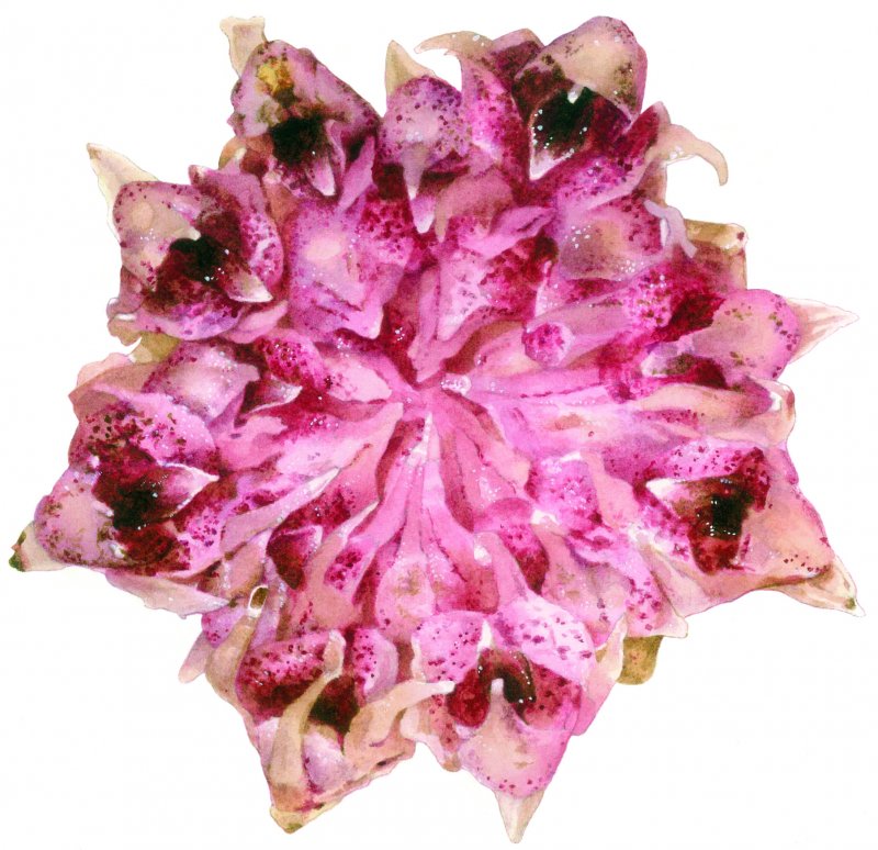 Орхидея Chiloglottis