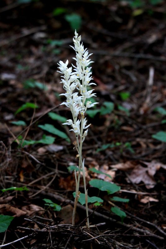 Helonias bullata