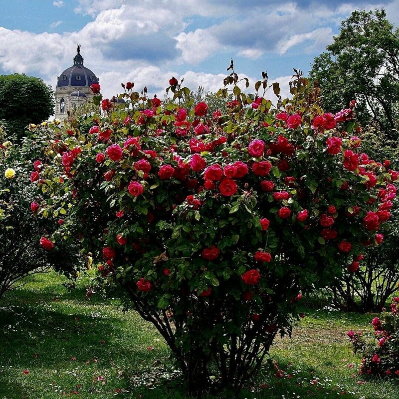 Роза шраб (Rosa Belvedere) Окс