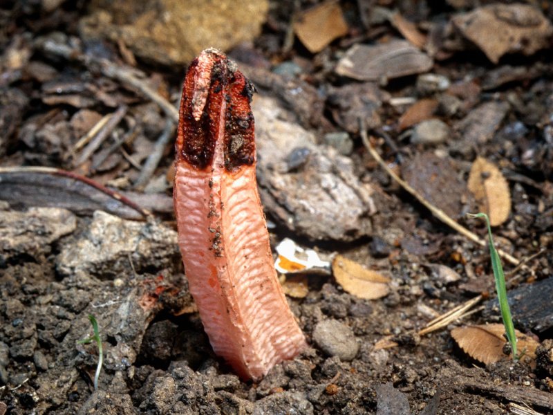 Подъельник одноцветковый (Monotropa uniflora)