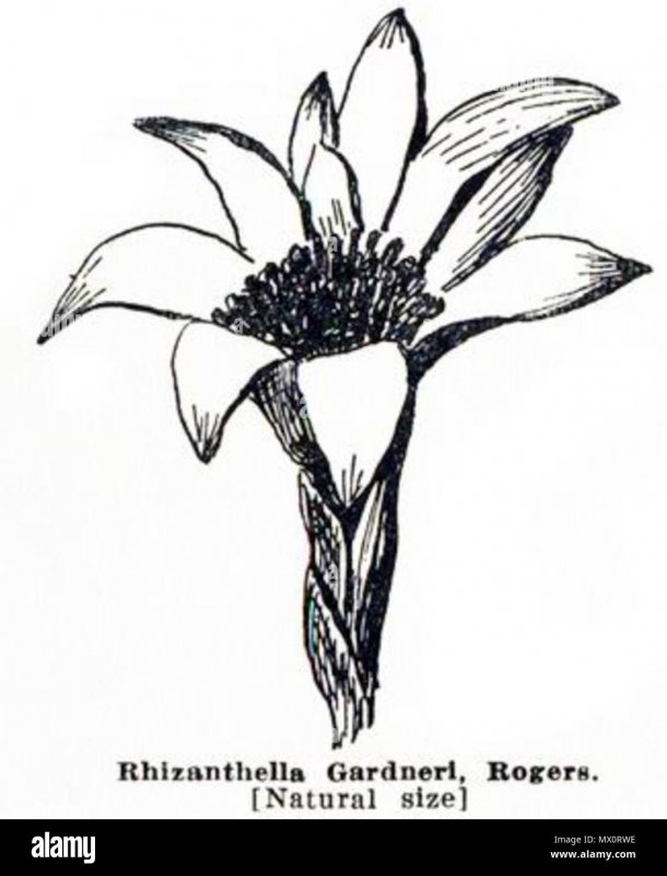 Eucalyptus caesia (эвкалипт)