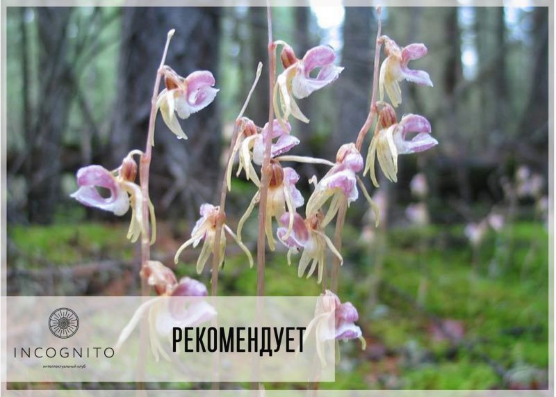 Bulbophyllum saltatorium var. Albociliatum