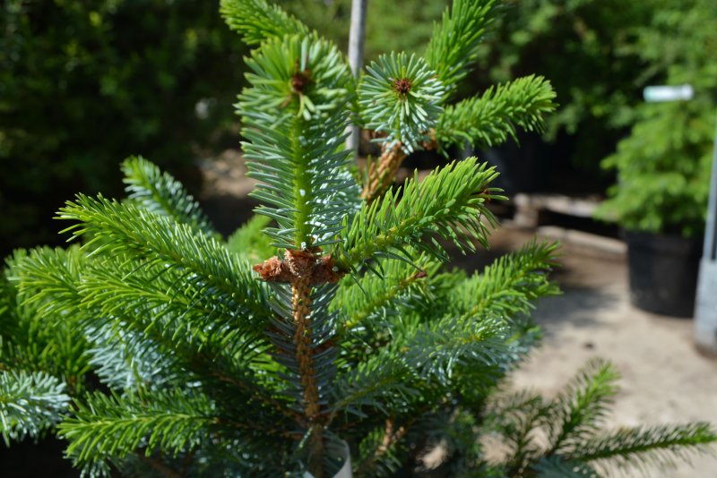 Ель двуцветная Picea bicolor
