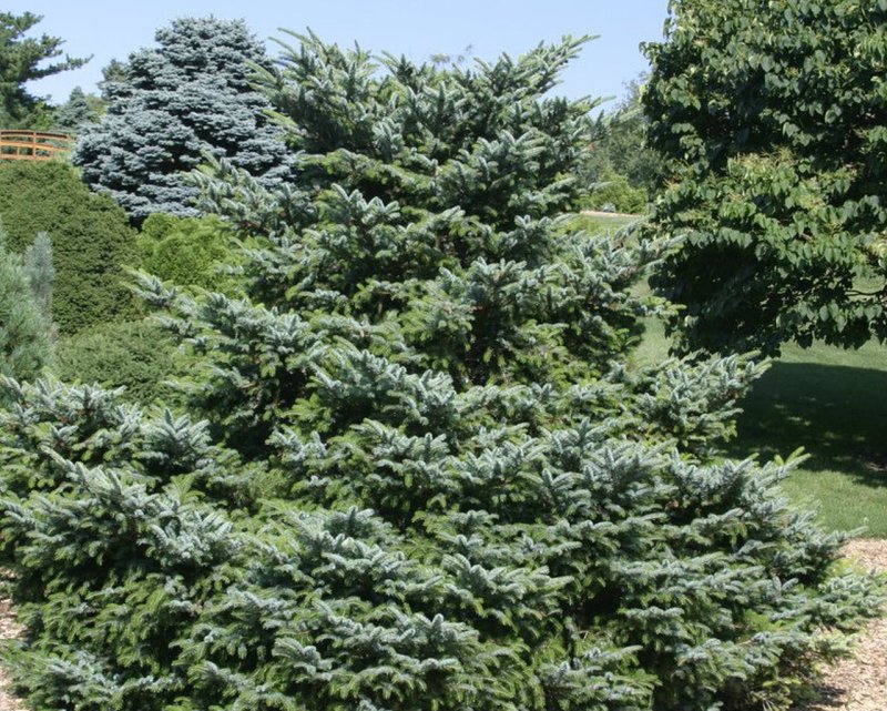 Ель Picea bicolor