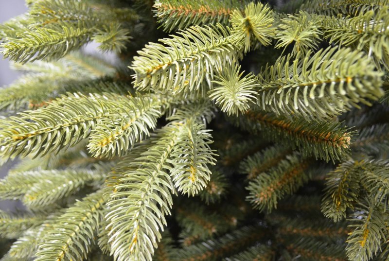 Ель Сербская певе Тиджин ~ Picea omorika Peve Tijn