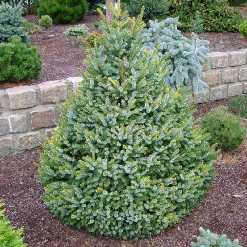 Ель Сербская Picea omorika