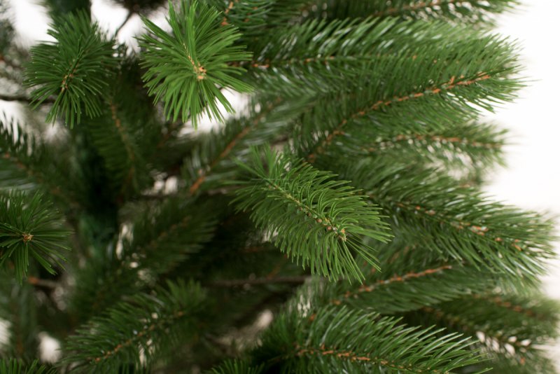 Picea engelmannii Thomschke
