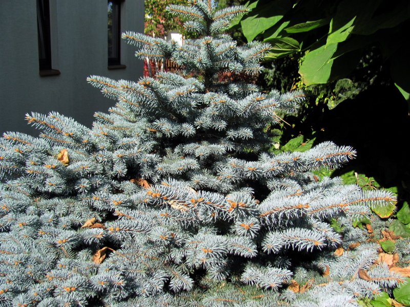 Ель обыкновенная – Picea obovata