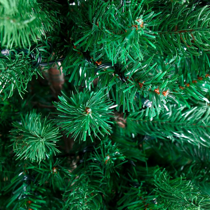 Ель европейская Picea Abies