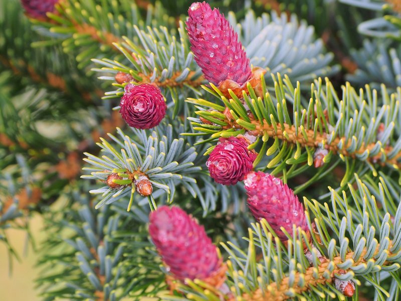Picea alcoquiana (bicolor)