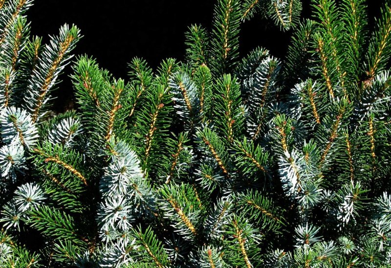 Picea alcoquiana