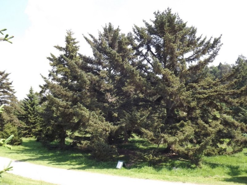 Ель Picea bicolor