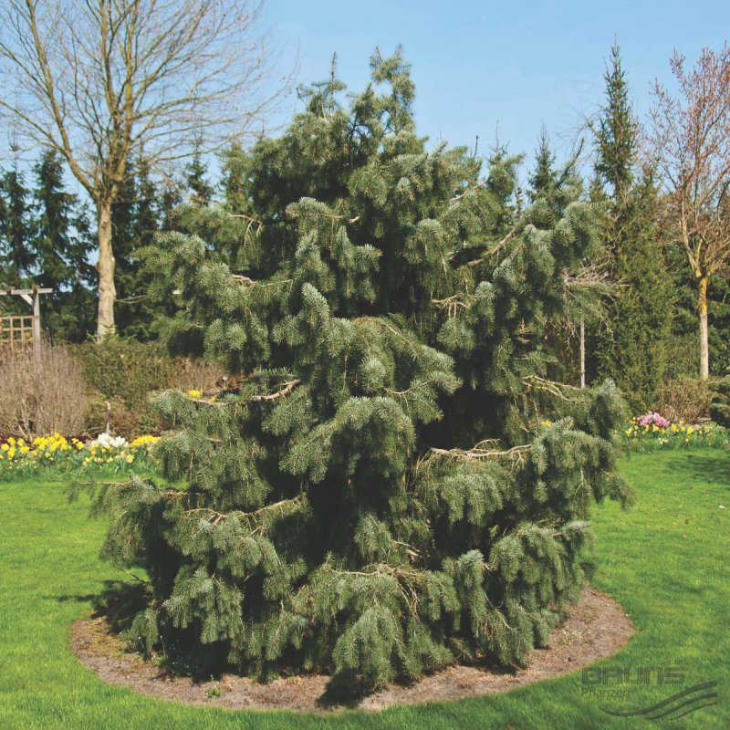 Ель европейская Picea Abies l.