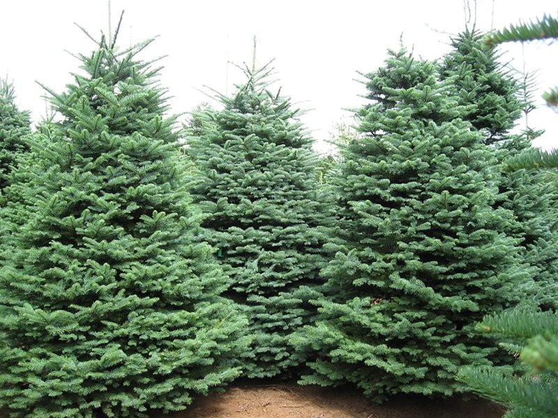Ель Бревера (Picea omorika )