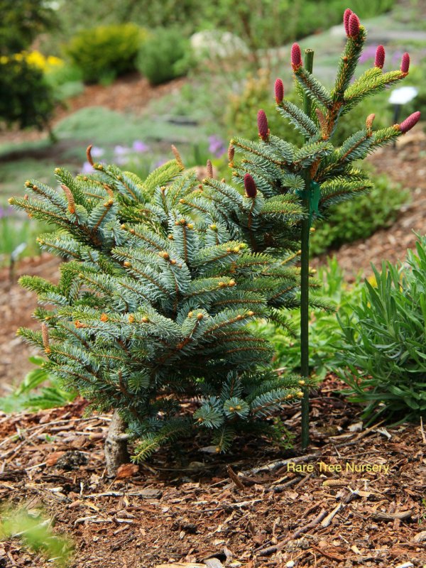 Ель Picea bicolor