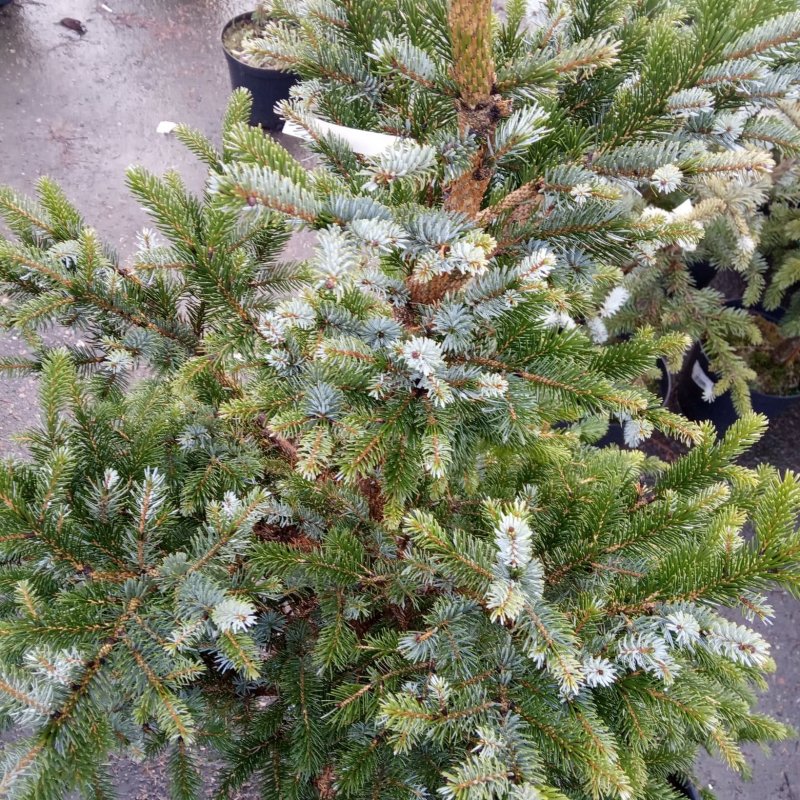 Picea alcoquiana (bicolor)