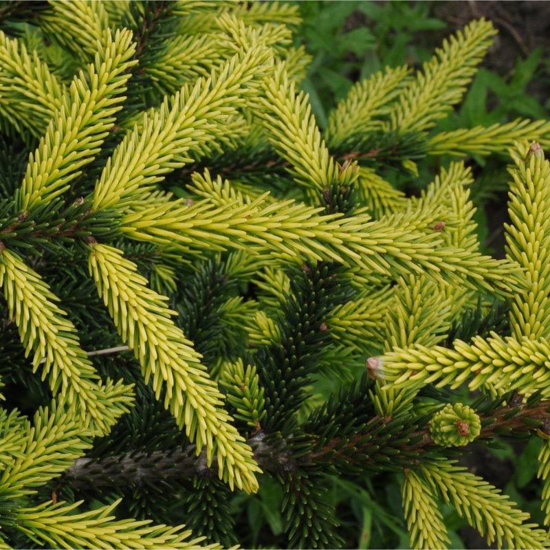 Picea Mariana