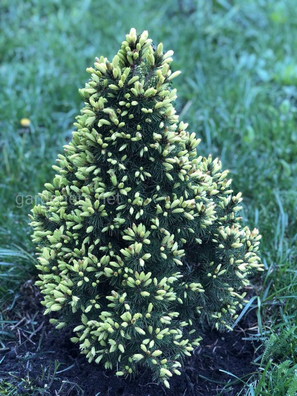 Picea Abies 'zagwiżdże'