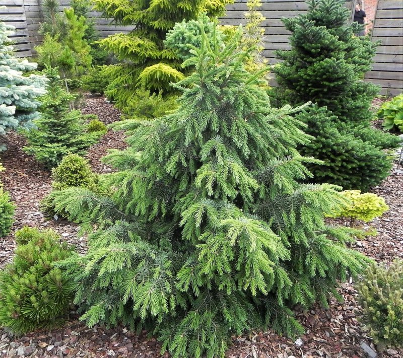 Ель Бревера Picea Breweriana