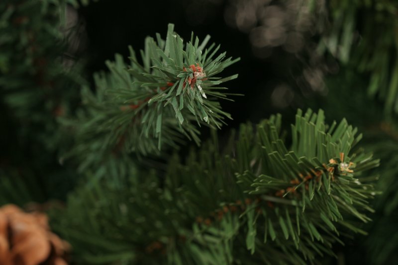 Ель европейская Picea Abies
