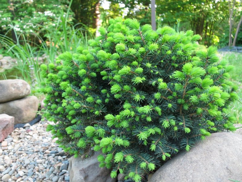 Picea glehnii Chitosemaru