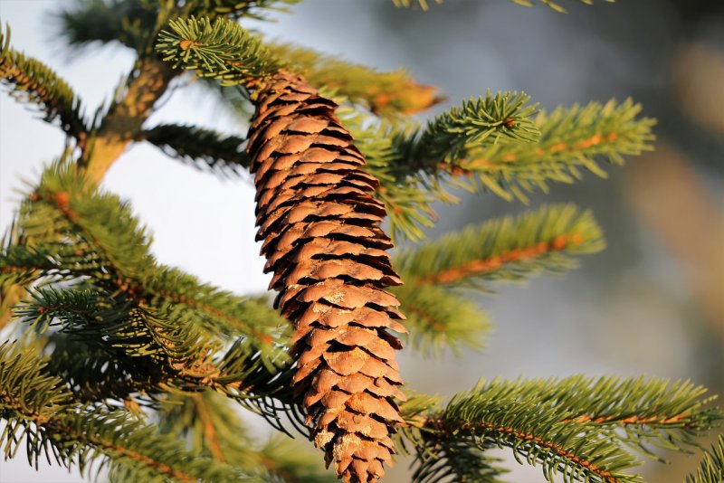 Ель Сибирская Picea obovata