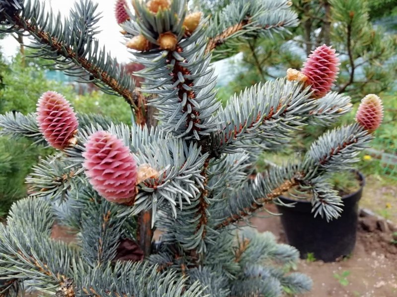 Ель Шотландская