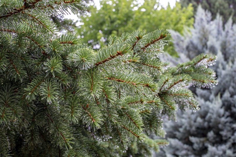 Ель колючая "Глаука", "glauca" 225-250 WRB