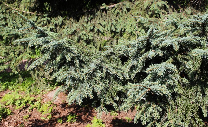 Picea Asperata Chevreloup