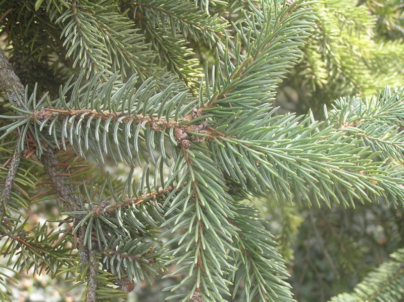 Picea Asperata (ель шероховатая)