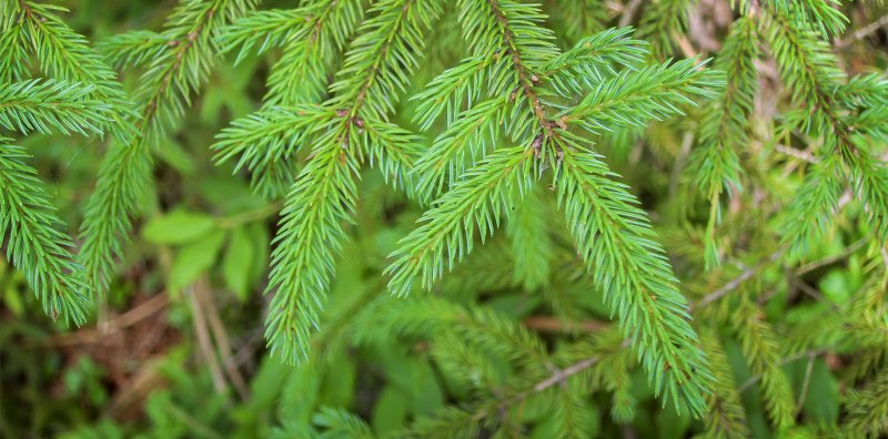 Ель красная Picea Rubens Nova Scotia Canada